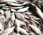 ইলিশের বদলে জালে ধরা পড়ছে পাঙাশ-কোরাল-আইর